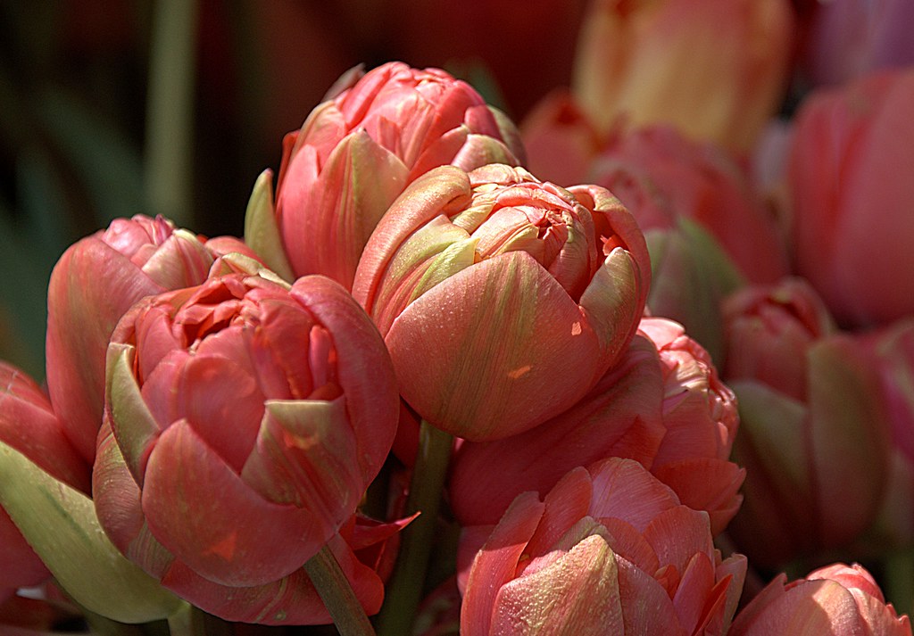 How Many Lips Tu Lips Scott 97006 Flickr