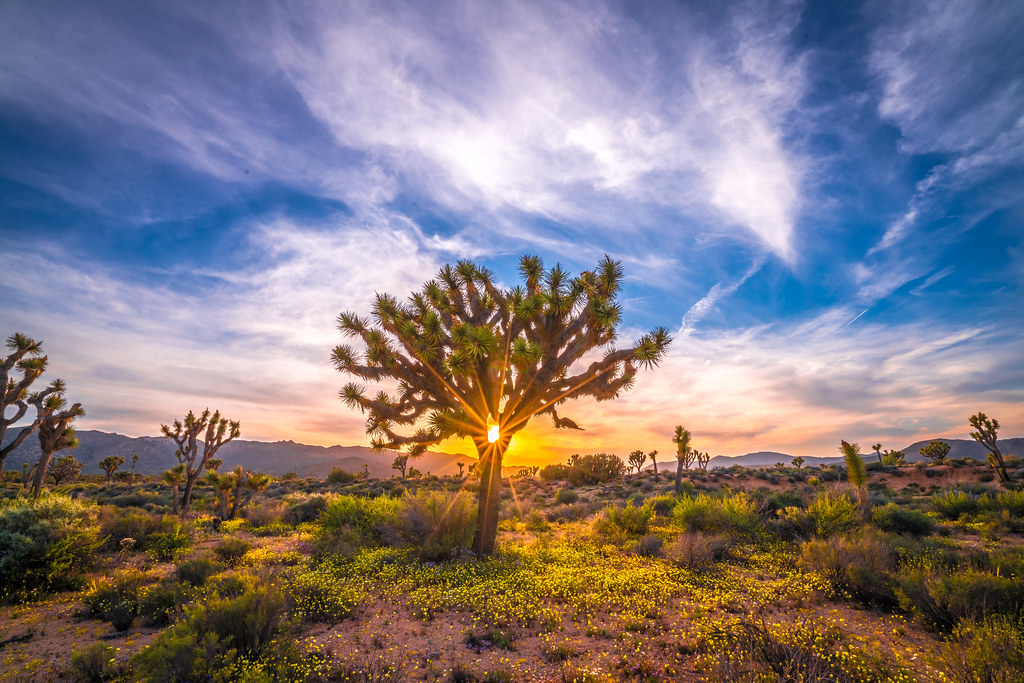 Joshua Tree National Park Fine Art Superbloom Spring Wildflowers Sunset