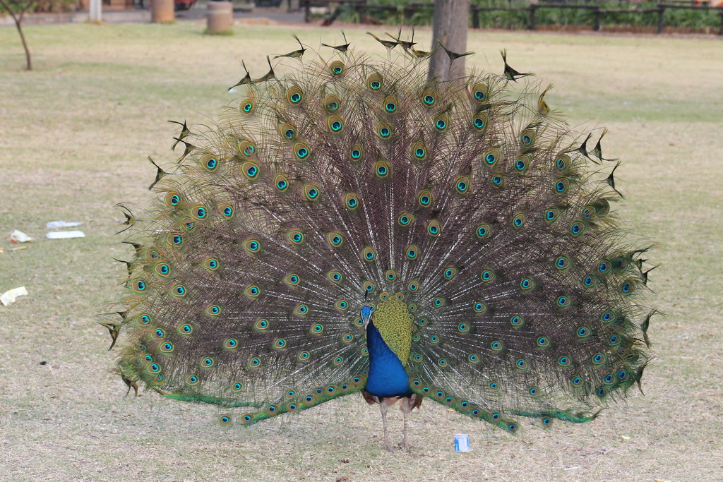 As Proud as a Peacock Johannesburg, South Africa Flickr