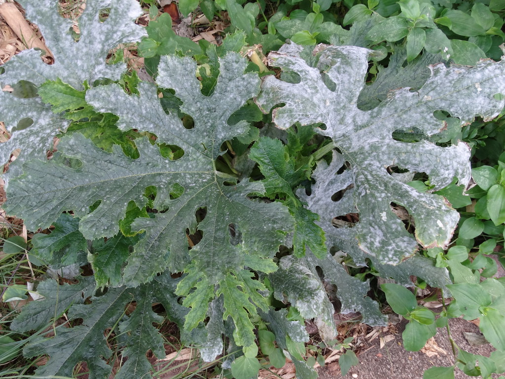 Squash Powdery mildew a photo on Flickriver