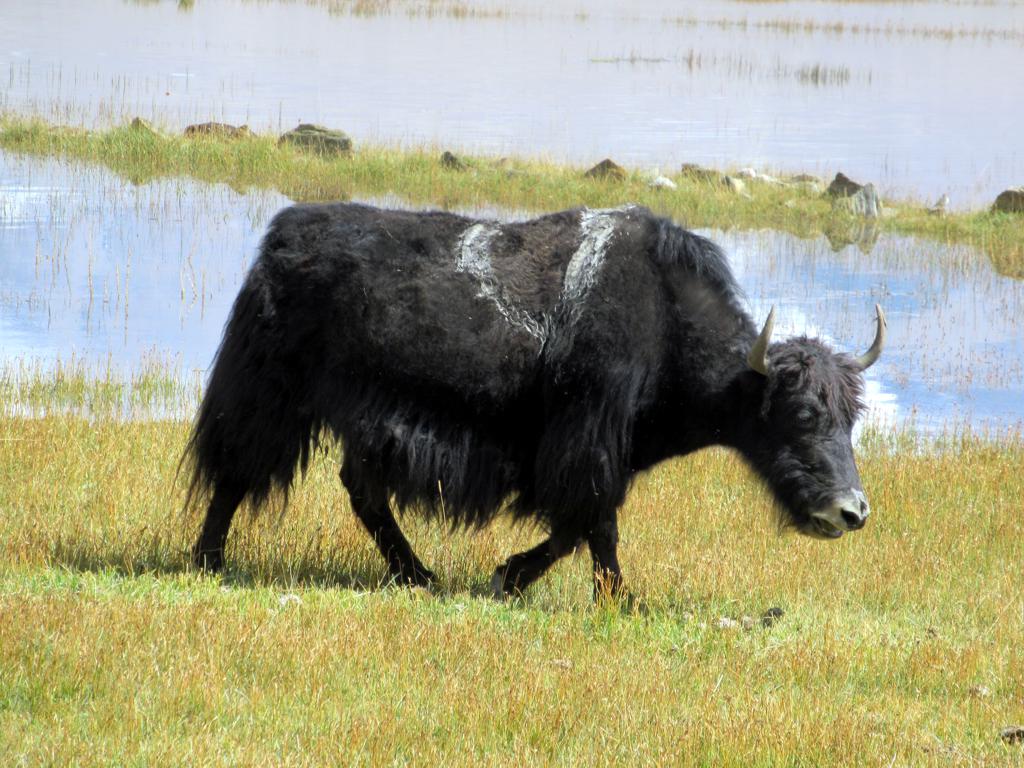 Himalayan Yak A yak rambles near Lake Karakol between Kash… Flickr