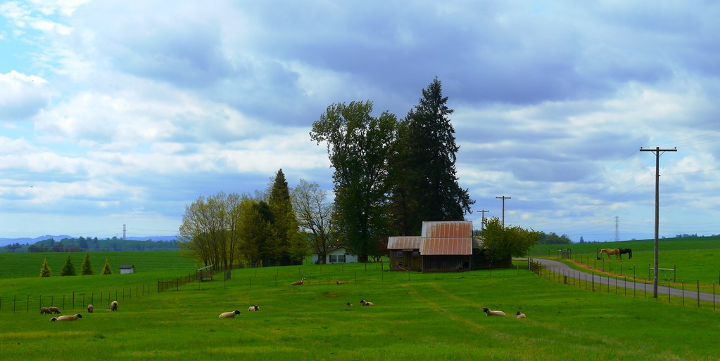 Sheep resting at Silver Falls Vineyards south of Silverton… Flickr
