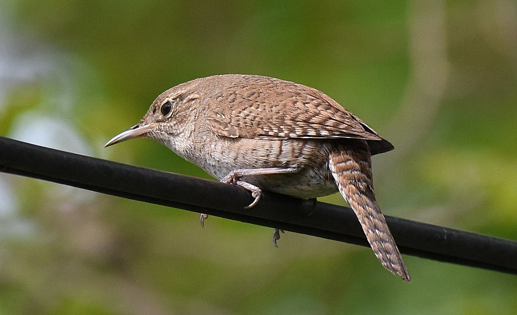 House wren Dave In Michigan Flickr