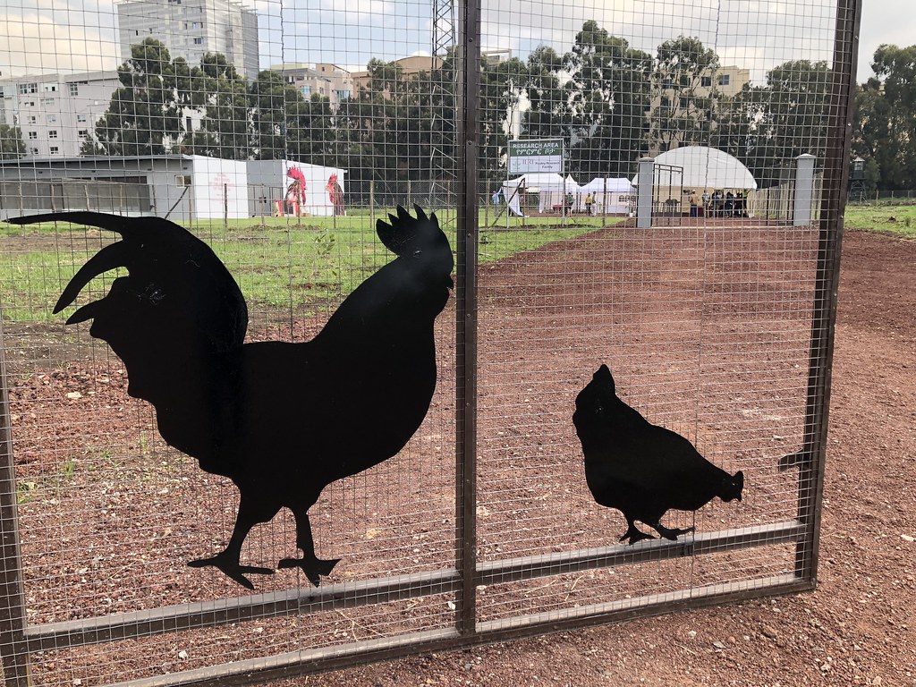 The main gate to chicken facility Inauguration of Incubate… Flickr