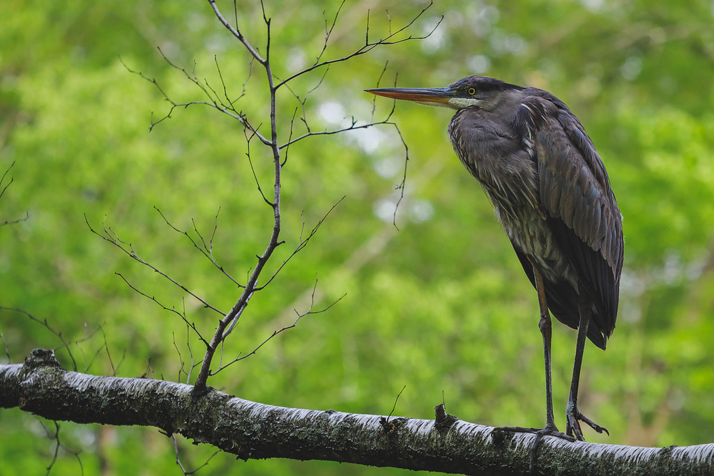 Great Blue Heron a photo on Flickriver