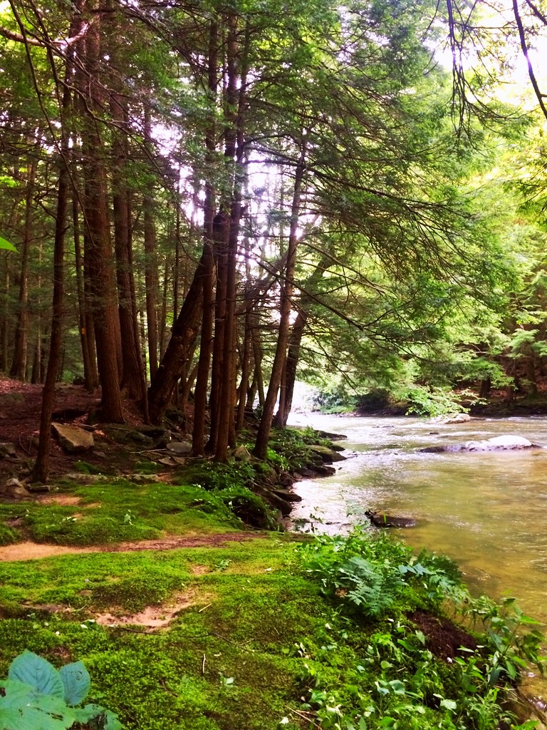 Laurel Creek The banks of Laurel Creek in the virgin hemlo… Flickr
