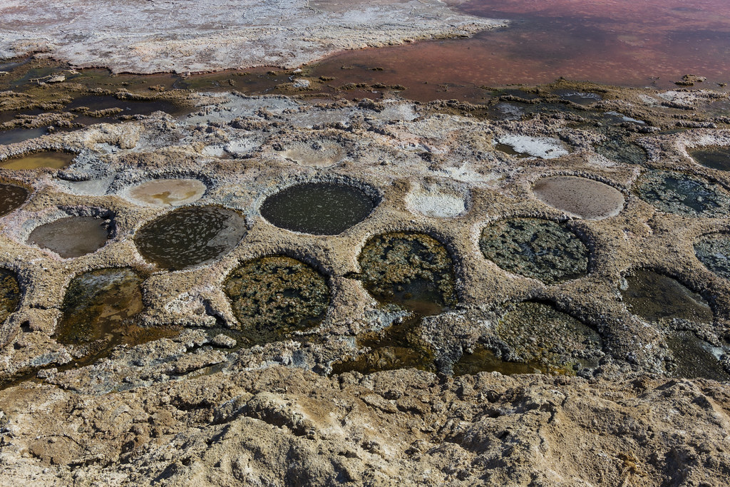 Tilapia nests at the Salton Sea With the sea drying up and… Flickr