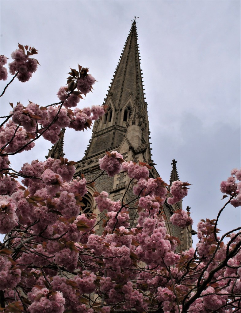 Stapleton Church Behind the Blooms The tall spire of Stapl… Flickr