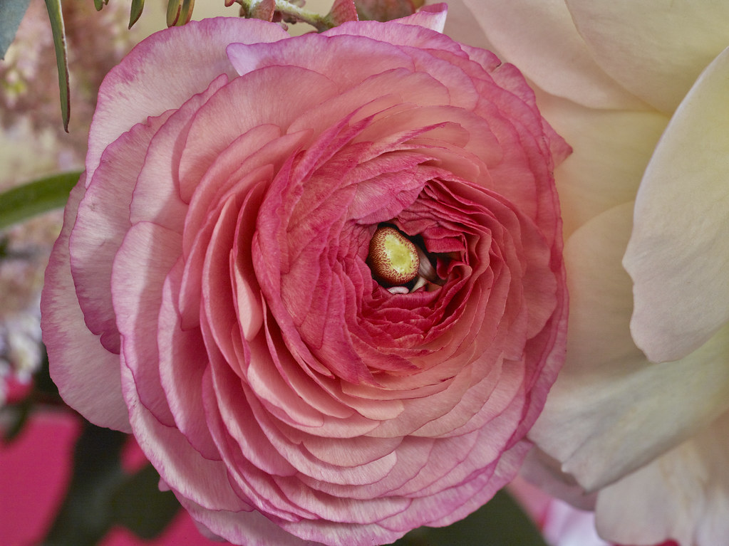 Flower Petals Credit Flickr