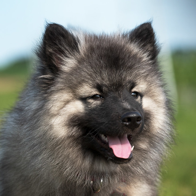 Keeshond Pictures and Informations