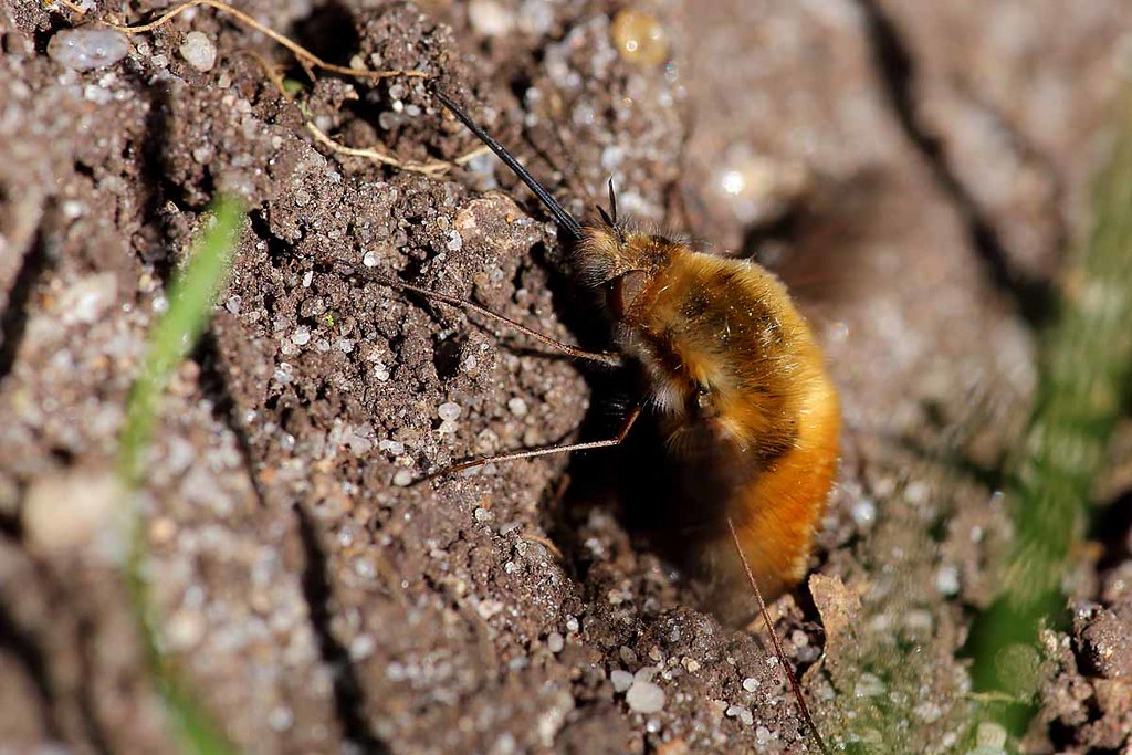 Bombylius major A female beefly laying eggs. April 2018. … Flickr