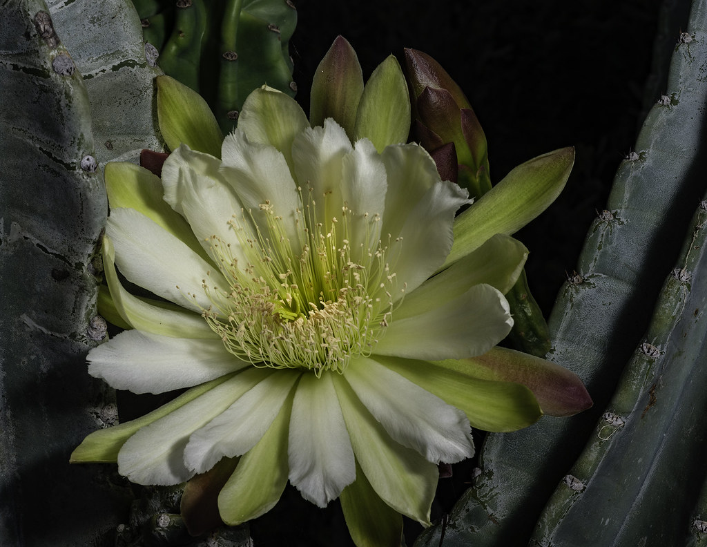 Night Blooming Cactus Flower 5819 I photographed this bea… Flickr