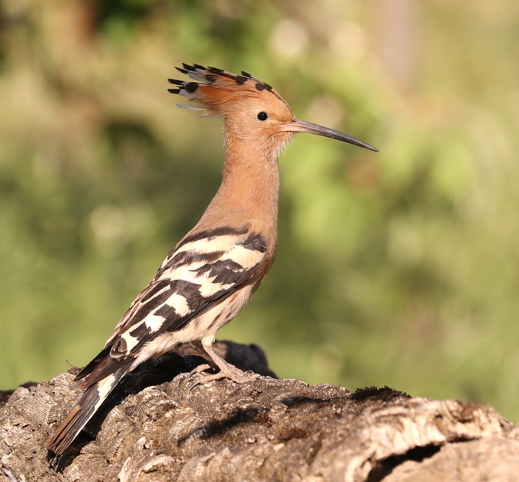 Eurasian Hoope Upupa epops A colourful Eurasian Hoopoe p… Flickr