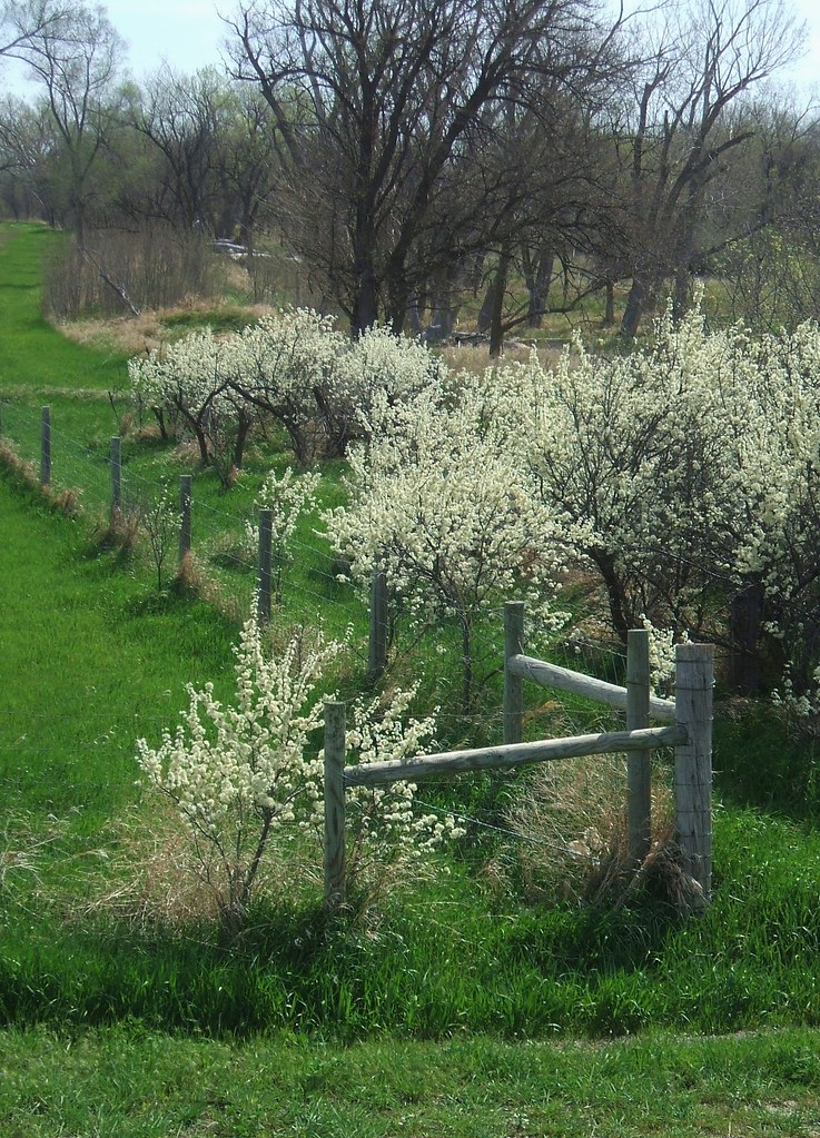And wild plum trees in tremulous white. John Lillis Flickr