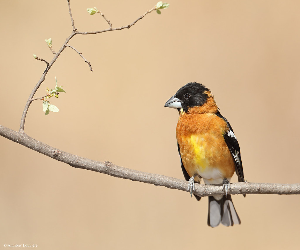 Blackheaded Grosbeak Davis Mountains, TX Anthony Louviere Flickr