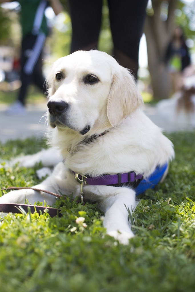 StressLess_Puppies_20180503_0275 (Sacramento State/Hrach A… Flickr