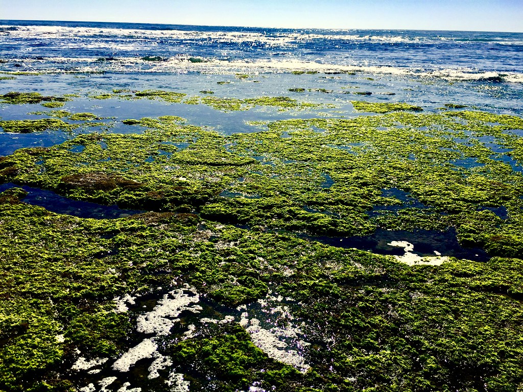 Campo Lopez Baja tidal pool By my host's beachfront Baja s… Flickr