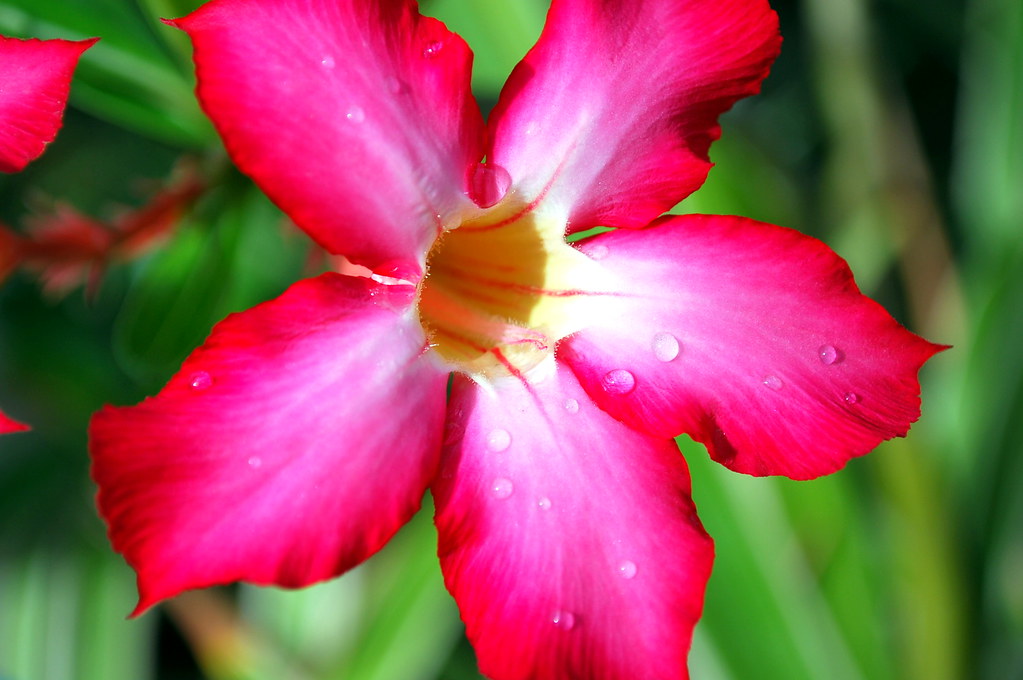 Flower Every flower blooms in its own time. Photo by Girl … Flickr