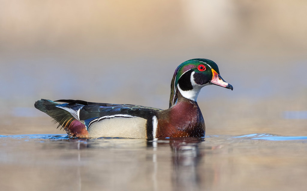Wood duck drake One more from a few weeks ago before the p… Flickr