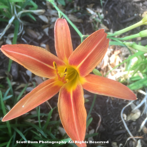 In Bloom Flowers Carrollton Texas Photos for In Bloom Flowers Yelp