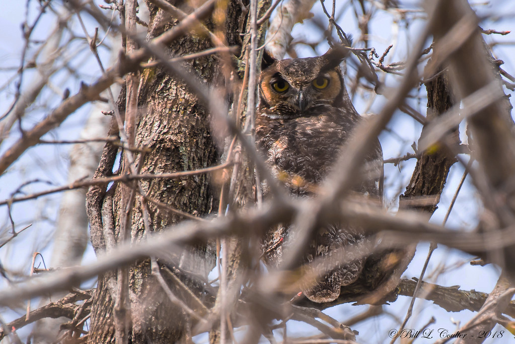 DSC_5838AG Great Horned Owl Miami County Kansas 4/2… Flickr