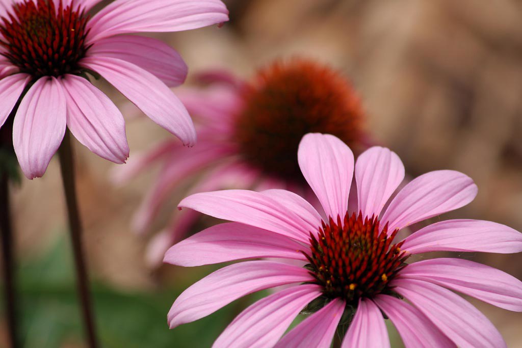 Parker Flowers Flowers at a park in Parker, Colorado. makelessnoise
