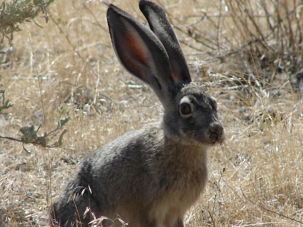 Jack Rabbit Young Nevada jack rabbit. iFl1ckr Flickr