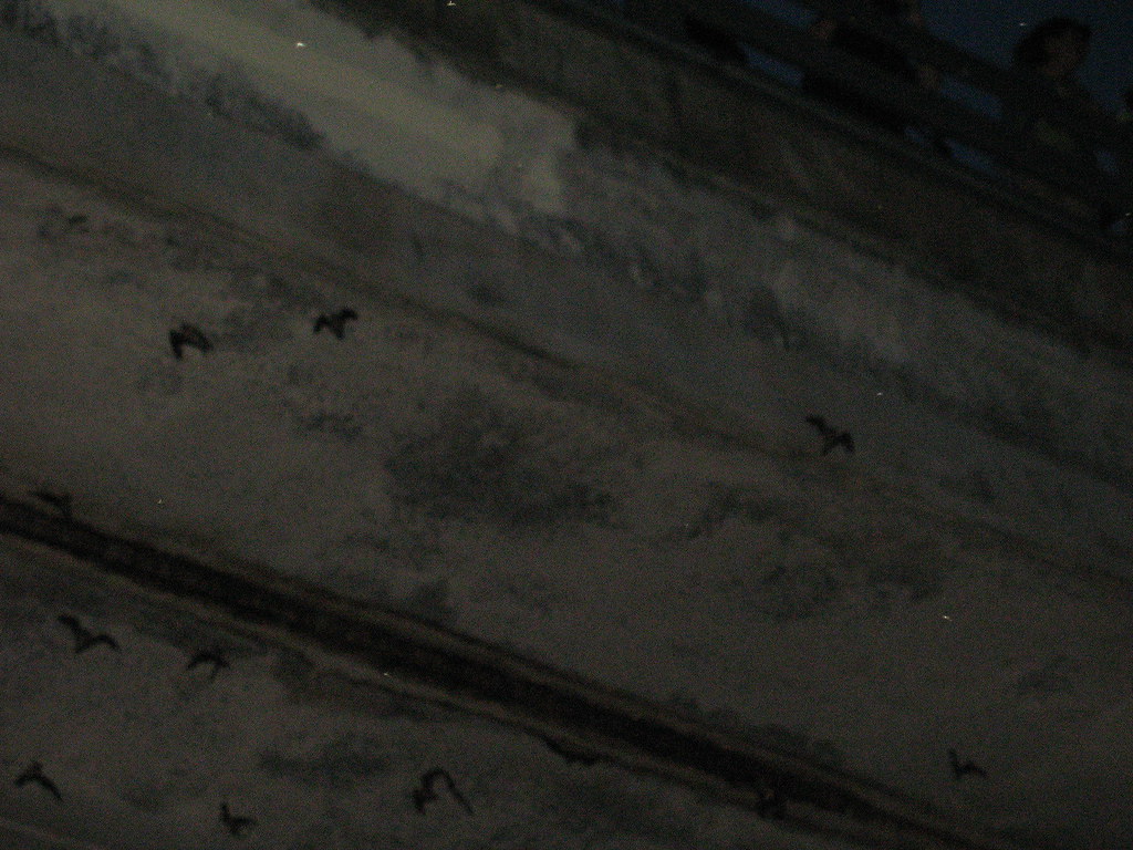 Austin Bats at Dusk 41 Bats at Dusk Austin, TX Flickr