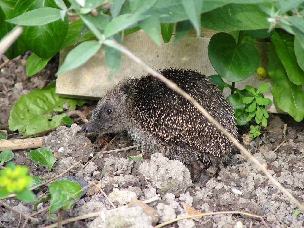 Young Hedgehog I love the "What do you mean by bothering