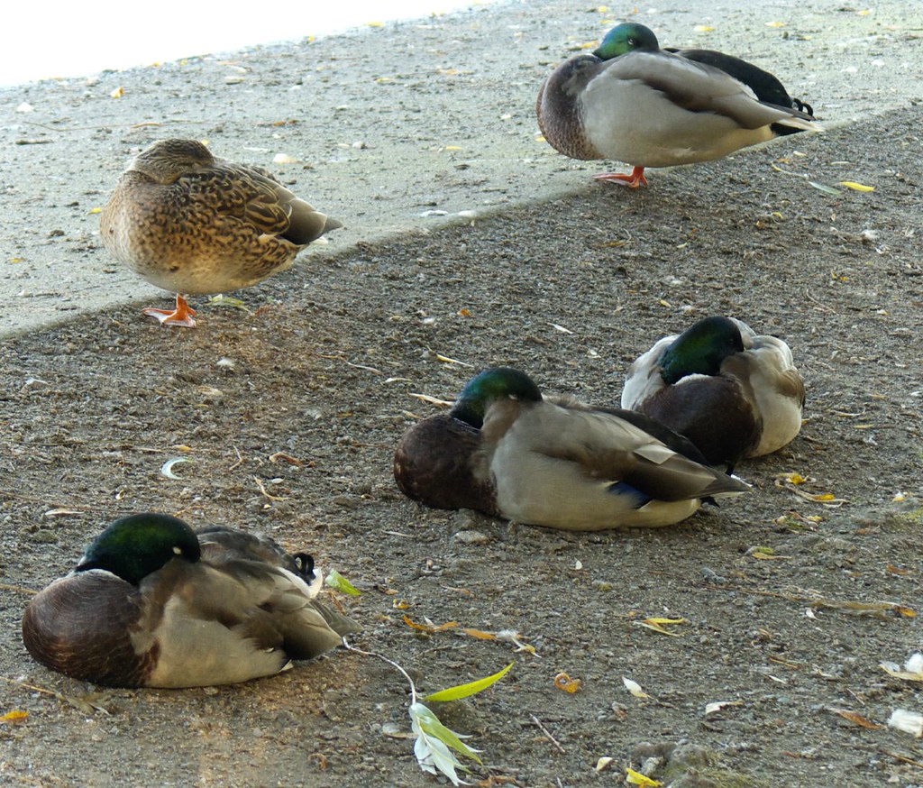 sleeping beauties Found these bunch of ducks sleeping unde… Flickr