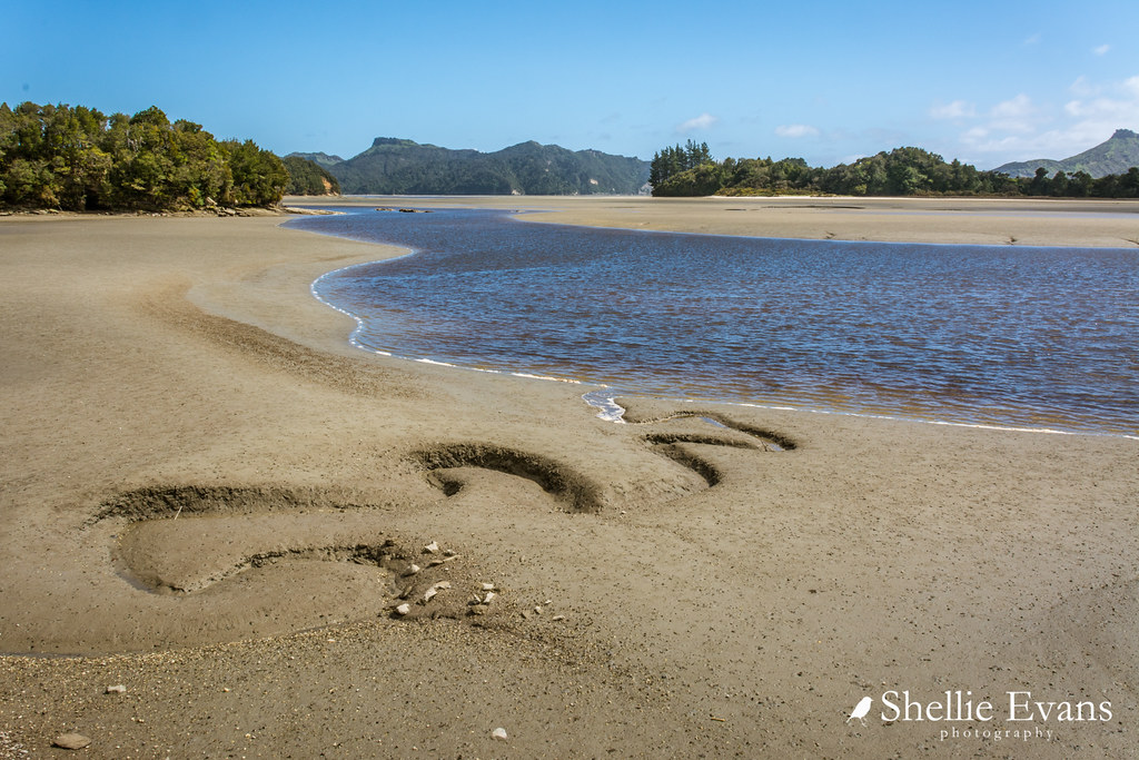 The Road to Anatori, Golden Bay Whanganui Inlet Shellie Flickr
