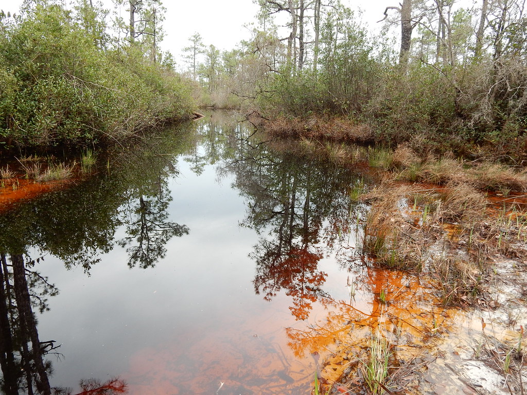 scene boiling spring lakes preserve ncwetlands KG (11) Flickr