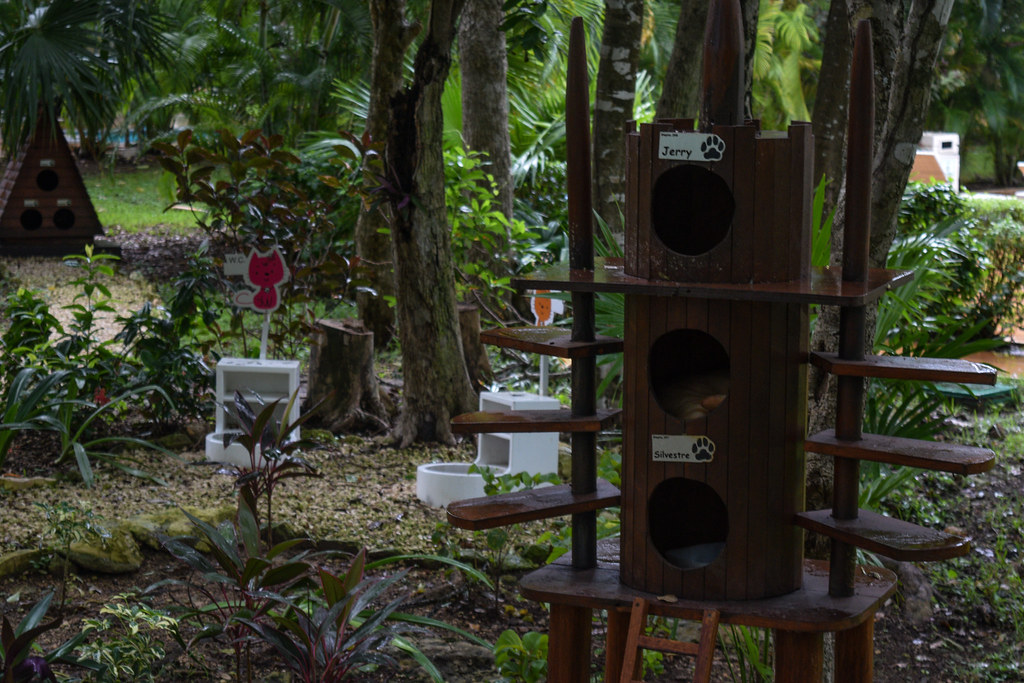 Living space for cats at Ciudad de Gatos Ciudad de Gatos a… Flickr