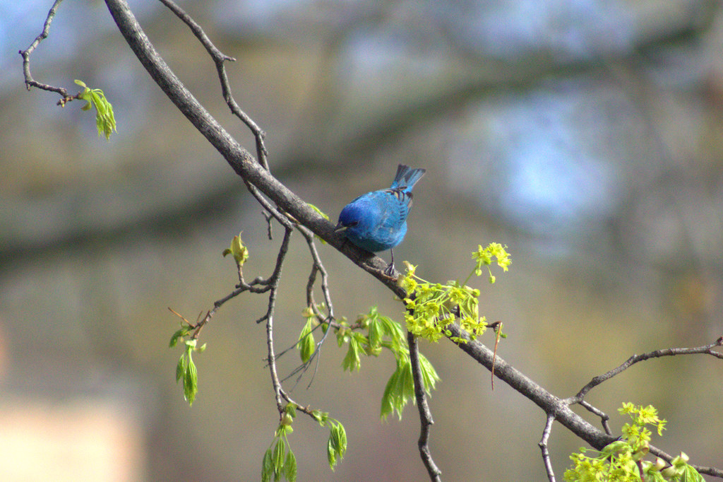 Indigo bunting Rare for me to see this bird. We've seen th… Flickr