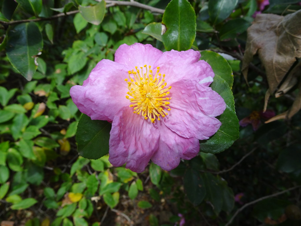 Wagga Wagga. Pretty single pink camellia flower in the Wag… Flickr