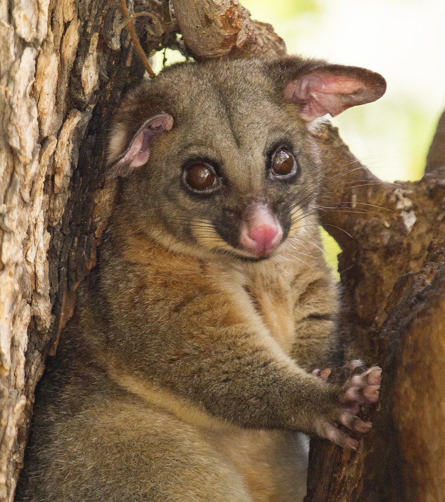 Common Brushtail Possum (Mammal Watch Porongurup) · iNaturalist
