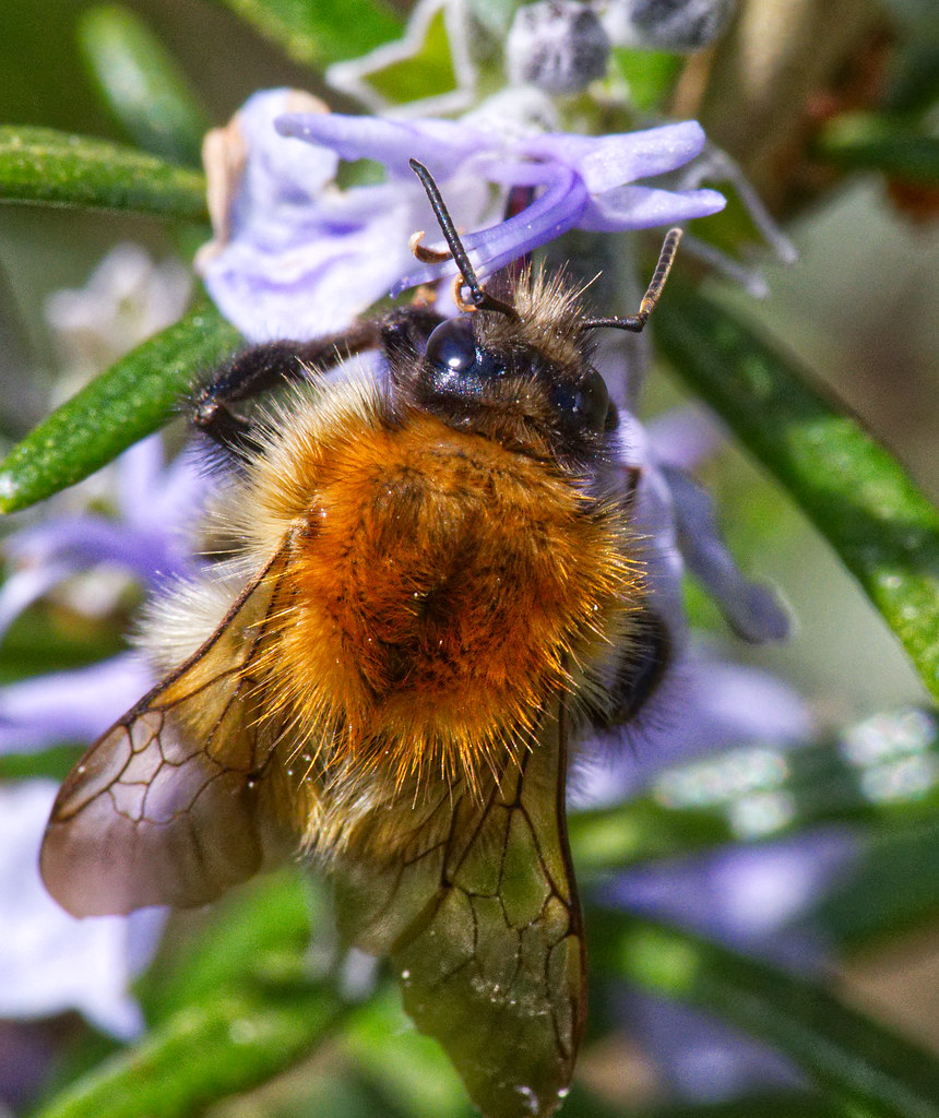 Lion's Mane Bumble Bee I don't think this is their proper … Flickr