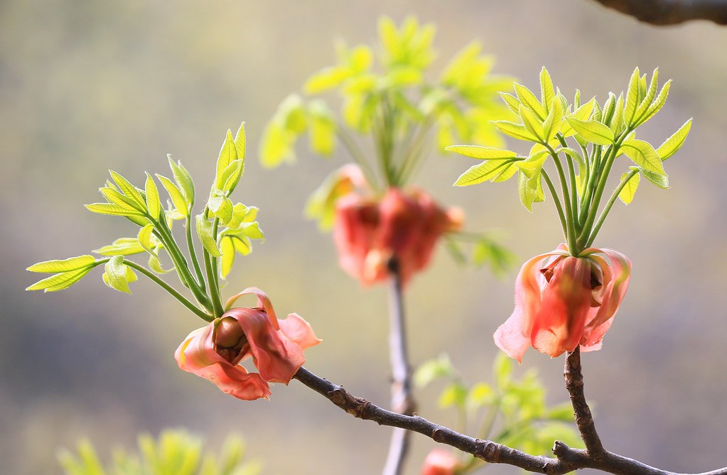 shagbark hickory tree bud break at Lake Meyer Park IA 854A… Flickr