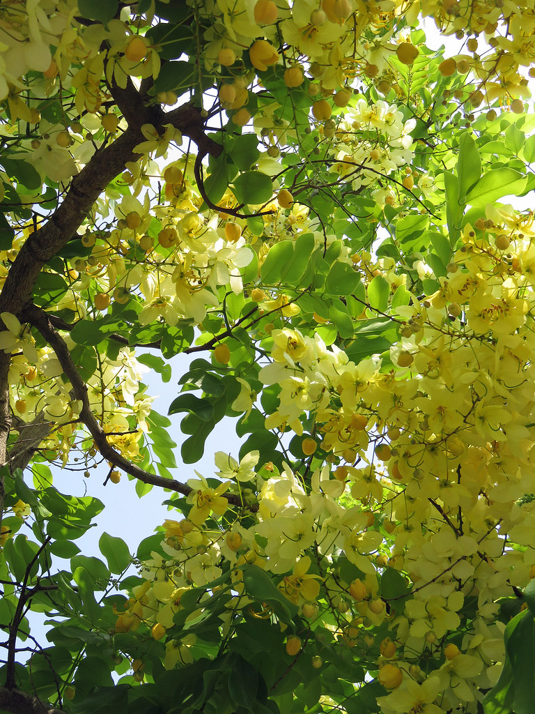 Golden Shower Tree Photographed in Honolulu, Hawai'i Hawai'i