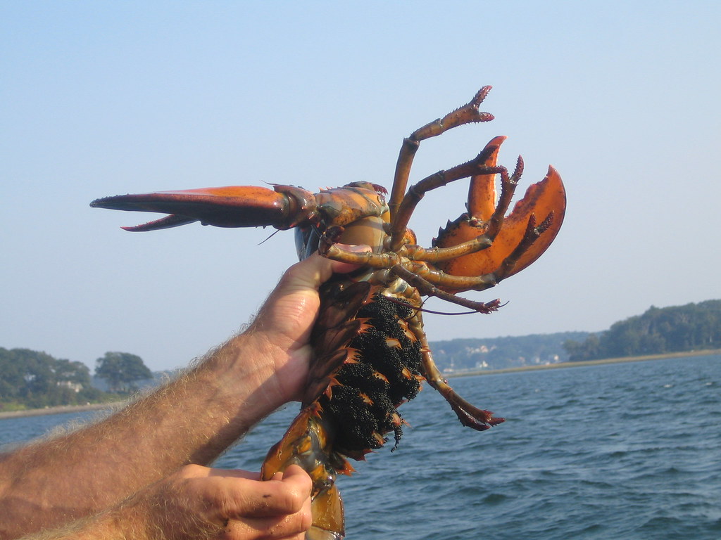 A fabulous lobster This female lobster was caught during o… Flickr