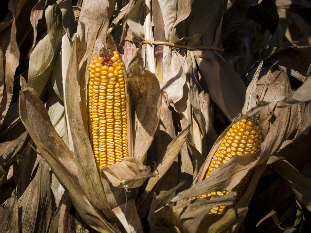 Corn Taken at Lynd Orchards, near Pataskala, Ohio Tina Vance Flickr