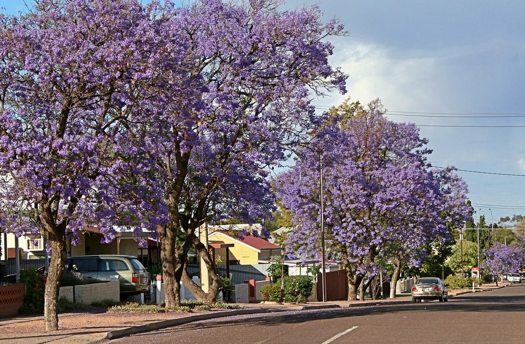 Jacaranda Defying the dry conditions these trees are bloom… Flickr
