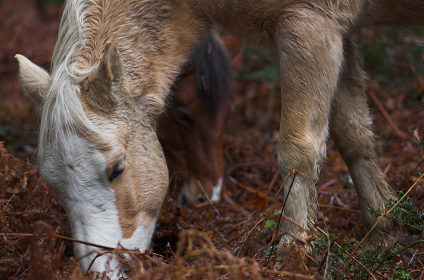nf06 A few pictures from my wet day in the new forest with… Flickr
