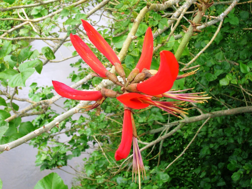Erythrina species, red flowers Erythrina species, red flow… Flickr