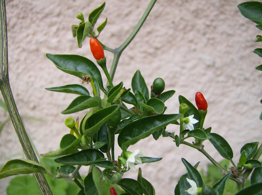 Chile japonés Chile japonais Japanese pepper Pimientão jap