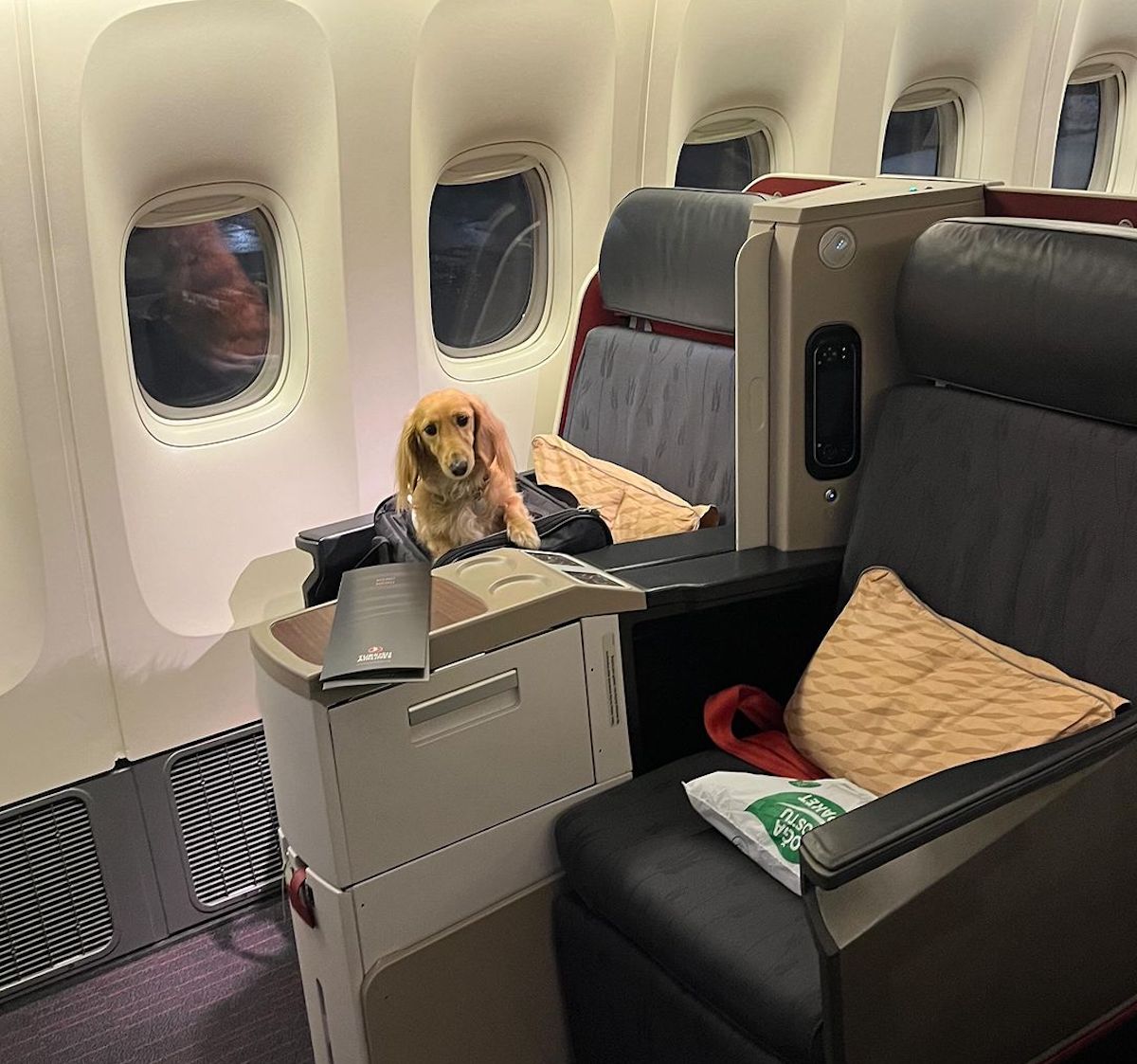 Dachshund Flies Business Class To Paris...In Her Own Seat Live and