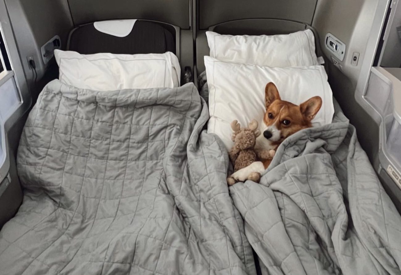 "Service" Dog Slumbers Under Duvet In British Airways Business Class