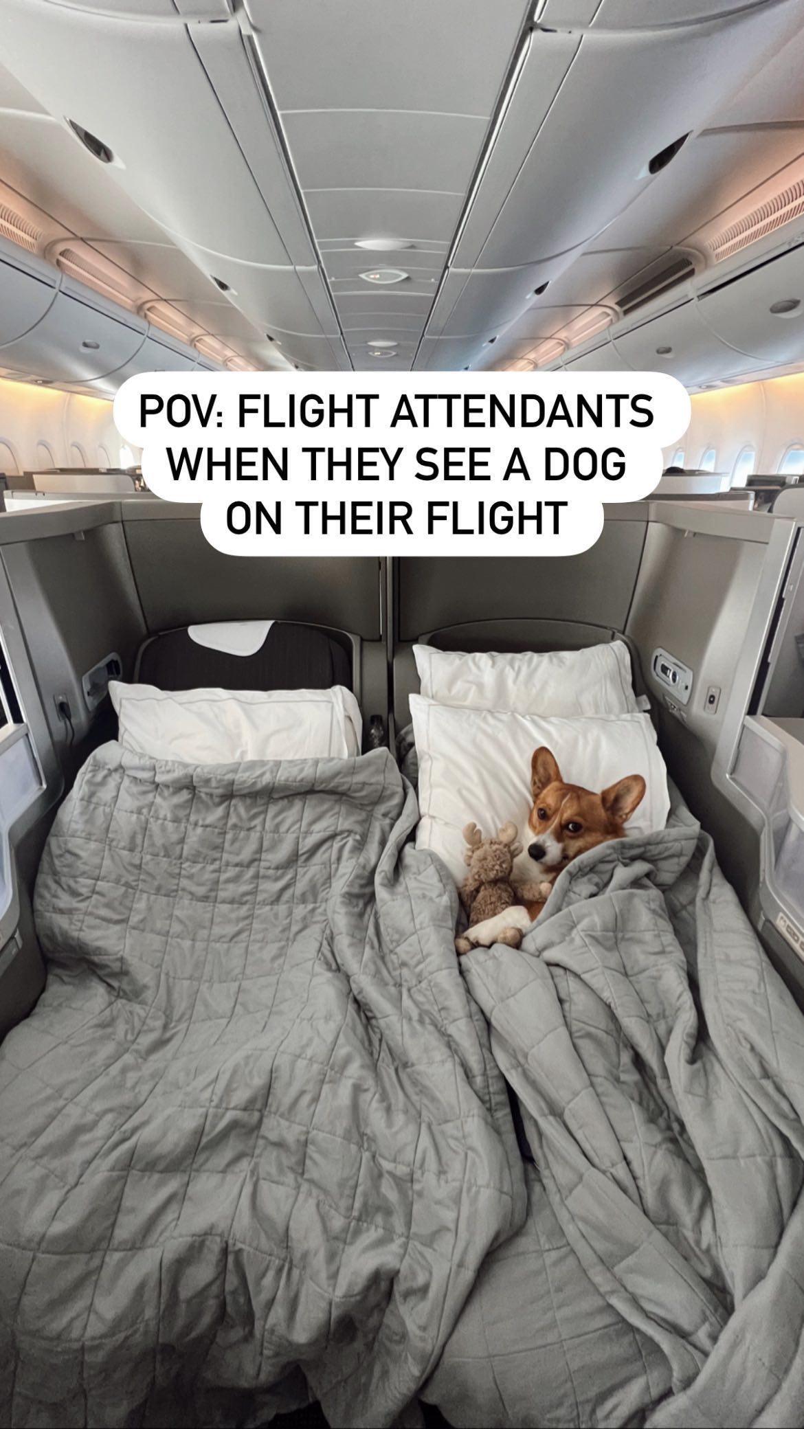 "Service" Dog Slumbers Under Duvet In British Airways Business Class