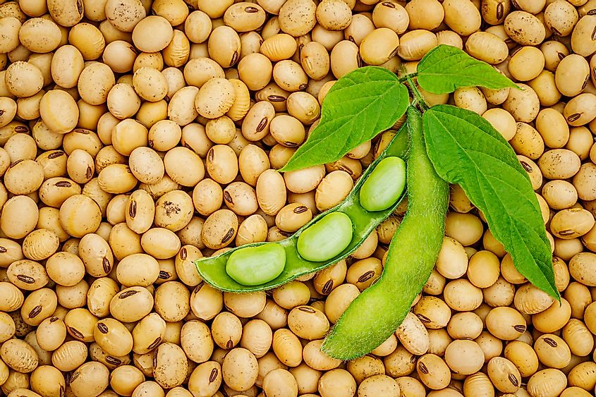 DOWNLOAD SOYBEAN FARMING BUSINESS PLAN Liveandwingit