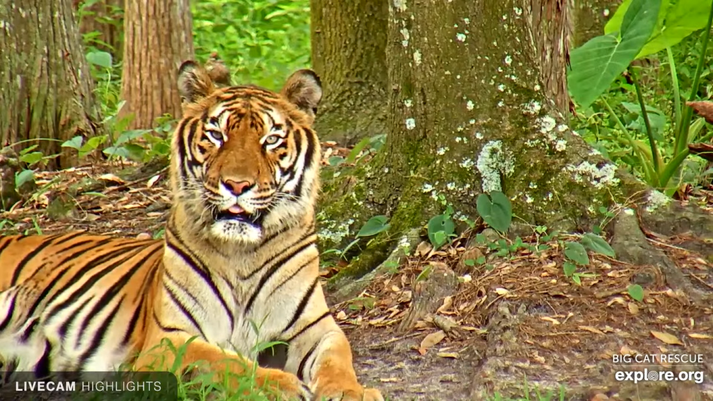 Tiger Live Cam Big Cat Rescue new Tampa, Florida Live